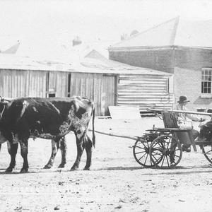 Inscription on front of photo reads: [sic] "My carriage and pair Outback". Cow-drawn vehicle. Taken at bottom of Reid Street - Wilcannia, NSW