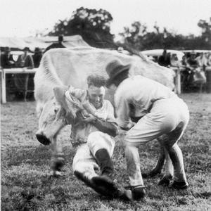 Milking the wild heifer at Scone Carnival. Applying the...