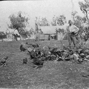 Hazelbank property. Feeding poultry - Four miles out of...