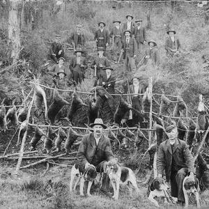 Pademelon and wallaby shoot. Beagle dogs used to flush ...