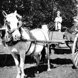 Donald Evans in cart. Horse's name was Lucy. "A city bo...