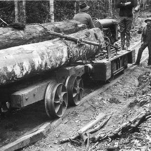 Logging crew with forest locomotive, hauling cabinet timber logs to forest depot - Timmsvale, NSW (near Ulong)