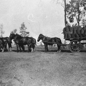 A load of wheat being taken to Tullamore station by hor...