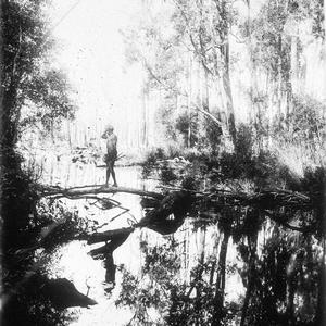 Aboriginal man spearing fish on creek - Port Macquarie ...