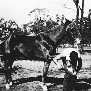 Shoeing horse - Ganmain, NSW