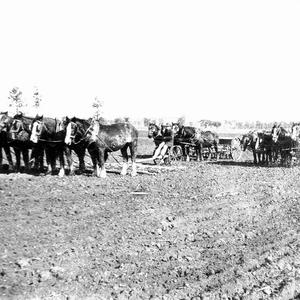 Sowing time - Parkes district, NSW