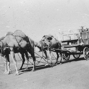 Afghan hawker's van pulled by camels - Barringun, NSW