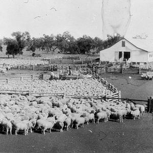 Drafting Brewon [Brewan] station sheep - Walgett, NSW