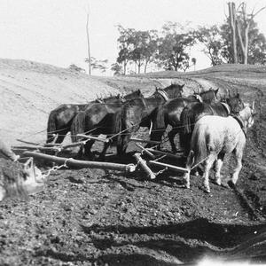 Tank sinking with 6 horses and scoop - Alectown, NSW