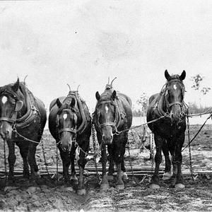 Six horse plough, E J Taylor's team - Back Yamma, NSW