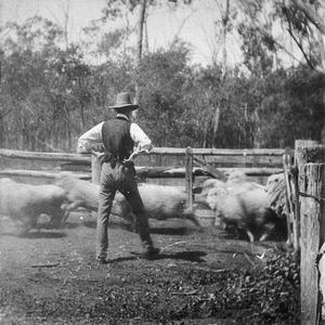Counting sheep at Welltown - Goondiwindi, QLD
