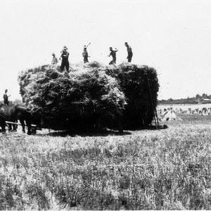 Building haystack on 'The Retreat' - Barmedman, NSW