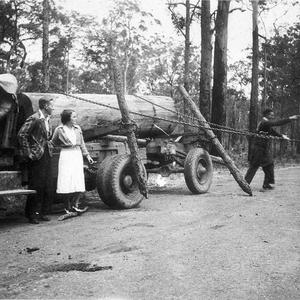 Loading truck with logs using a bullock team, just sout...