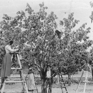 Picking cherries at the Miller orchard "The Poplars" - ...