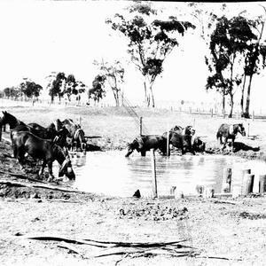 Horses drinking at dam - "The 12.30 pm drink" - Parkes ...