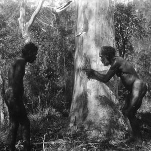 Aboriginal men looking at tree markings - Port Macquari...