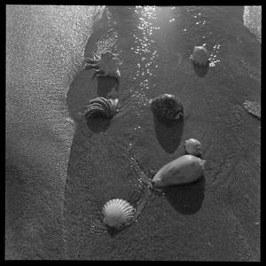 File 01: Newport, shells + surf, November 1953 / photog...