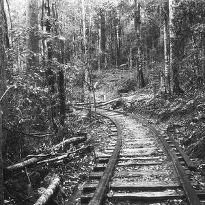 Timmsvale Timber Company logging tramway - Timmsvale, N...