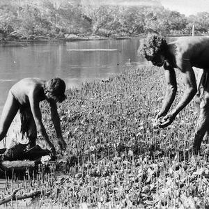 Aboriginal man & child collecting oysters - Port Macqua...