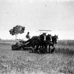 Haycutting with horsedrawn reaper binder on "Stretton P...
