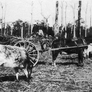 Feeding cattle from the back of the cart - Urunga, NSW
