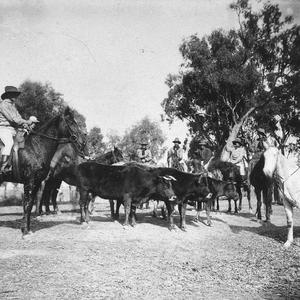 Group of stockmen on horses with revolvers - Hay, NSW
