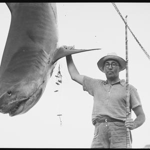 Shark fishing, 3 November 1937