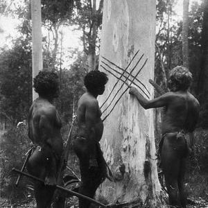 Aboriginal elder showing youth tree carvings - Port Mac...