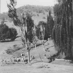 Cutting poplar trees to feed sheep during drought - Tum...