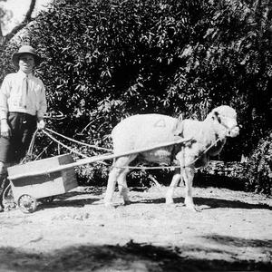 Boy with sheep cart. Sheep called 'George' - Walgett, N...