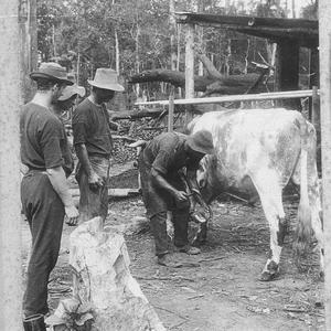 Blacksmith shoeing bullock - Bonville, NSW