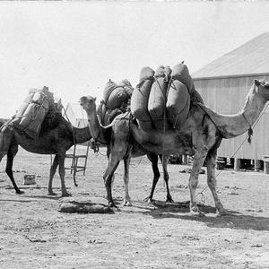 Camels at the Packing Shed near Bourke railway station ...