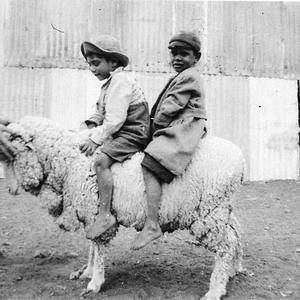 Children of aboriginal shearers sitting on poddy lamb. ...