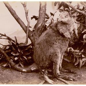 Kangaroos [ie Pademelon Wallaby] N.S.W.
