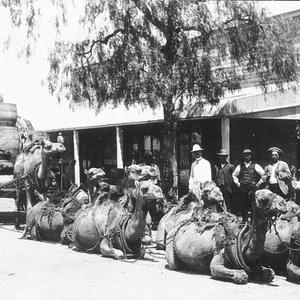 Camel team with wagon in Reid Street - Wilcannia, NSW