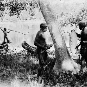 Two Aboriginal men removing bark from mangrove tree for...