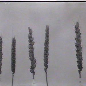 Wheat tests