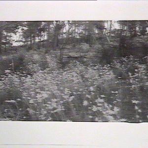 (MM). Flannel flowers in bushland
