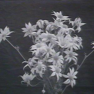 Flannel flower "Actinotus Helianthus"