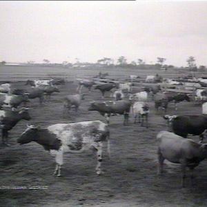 Dairy cattle Nowra district