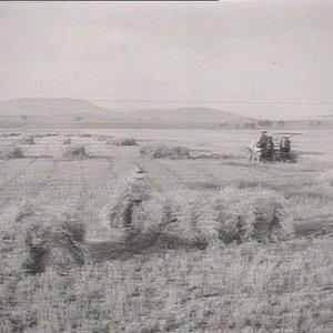 Panorama. C.J. Britten Jnr's "Hereford" Farm Goonoo Goo...