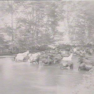 Draught mares & foals in water, Woodhouse Farm