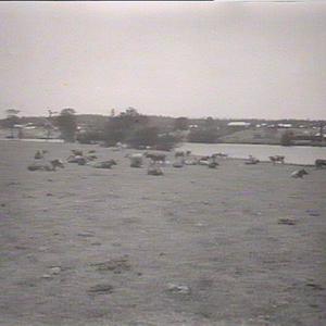 Dairy cattle on the Williams River
