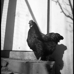 File 28: Chooks, 30s / photographed by Max Dupain