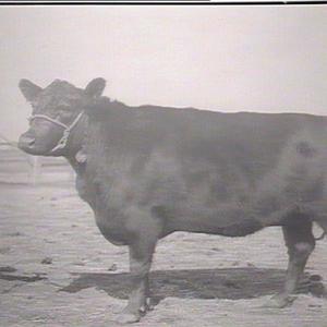 Karama of Glencarnock. 4th cow