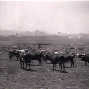 Mr Belson's Durham herd