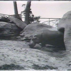 Hippo at home, Taronga Park