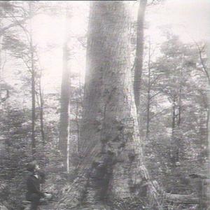 Type of big trunks (tallowwood), Bulga Tableland