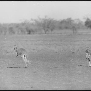 Kangaroo count, North Western New South Wales, 3 July 1...