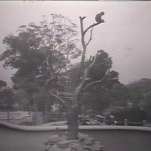 Taronga Park Zoo Views: monkey pit